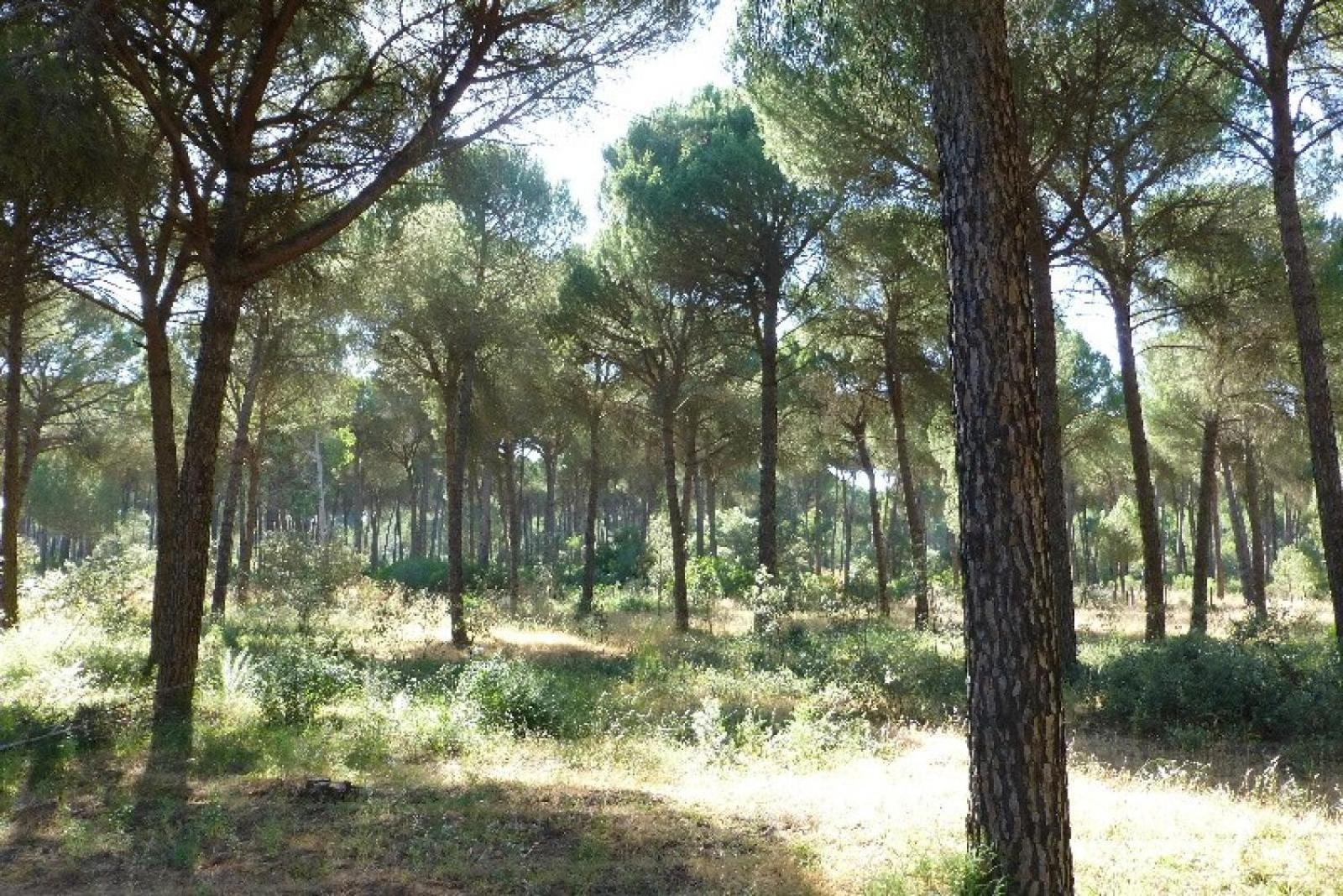 La Suite De La Reina El Rocío Εξωτερικό φωτογραφία